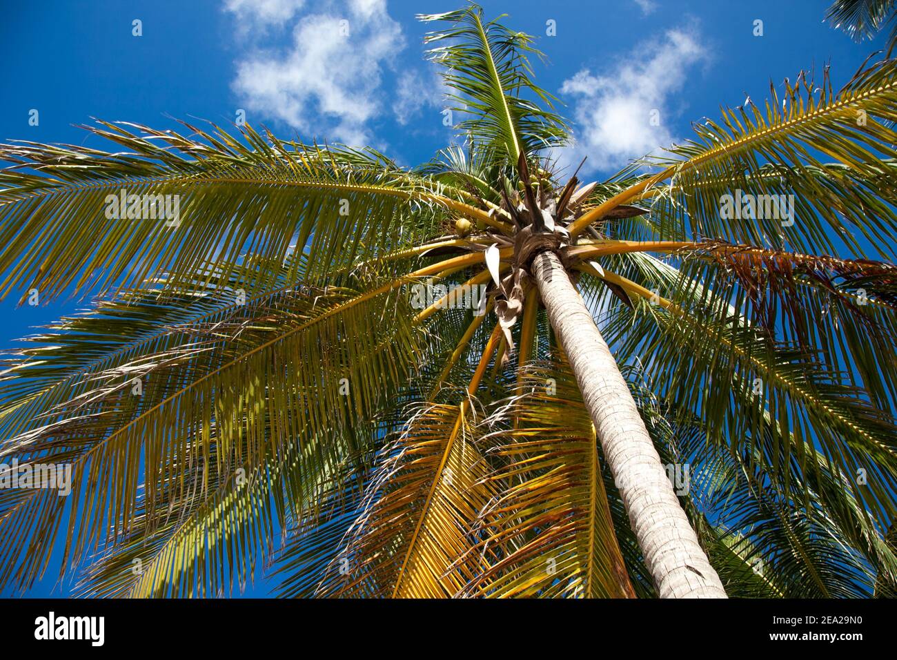 Close up palm  coconut tree with plants on Worthing beach in Barbados. bottom view. Stock Photo