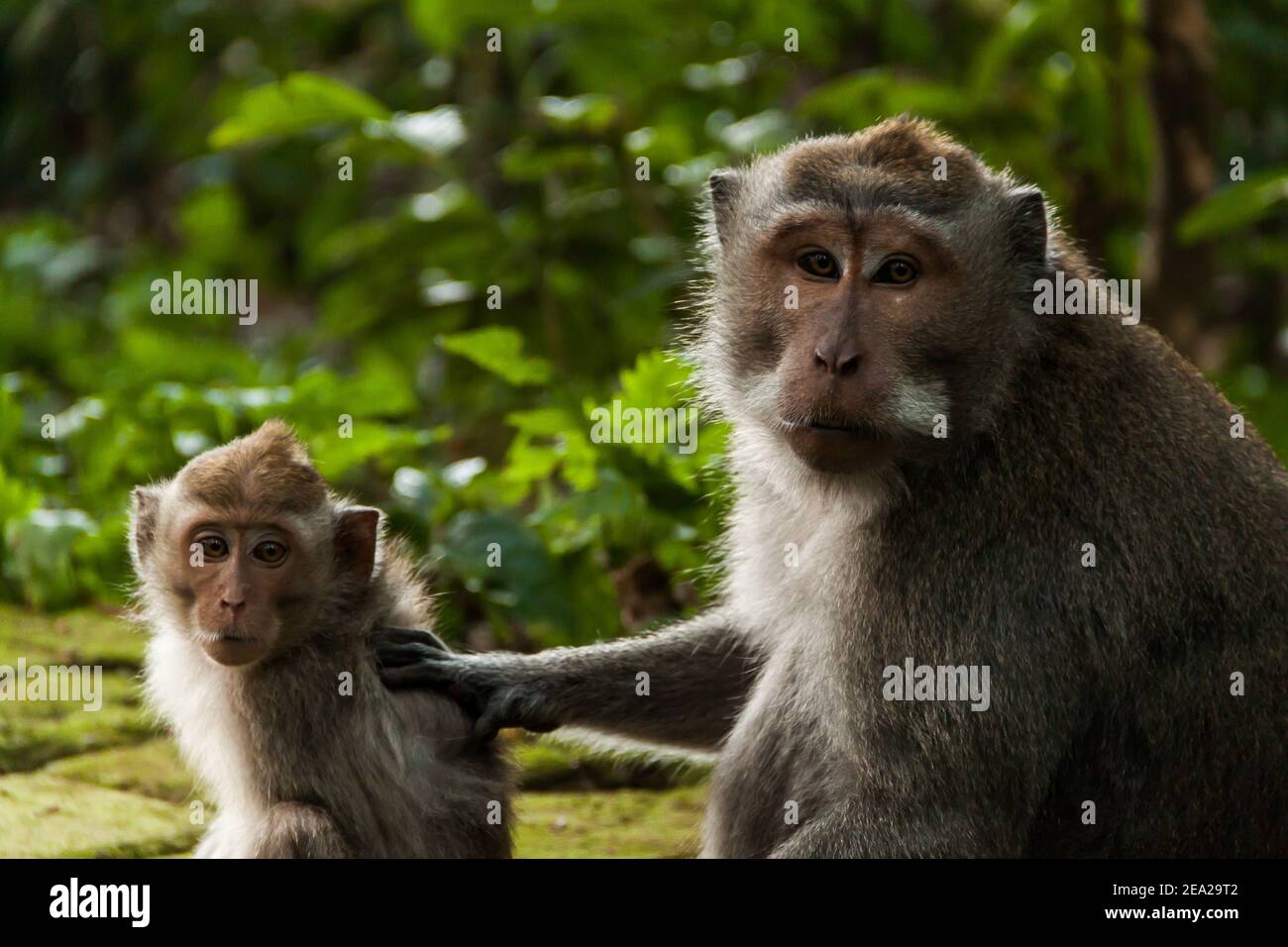 A crab-eating macaque (macaca fascicularis) looking at the camera while ...