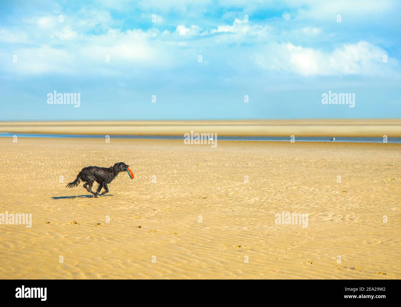 A dog runs on a beach at low tide with a toy in his mouth. Stock Photo
