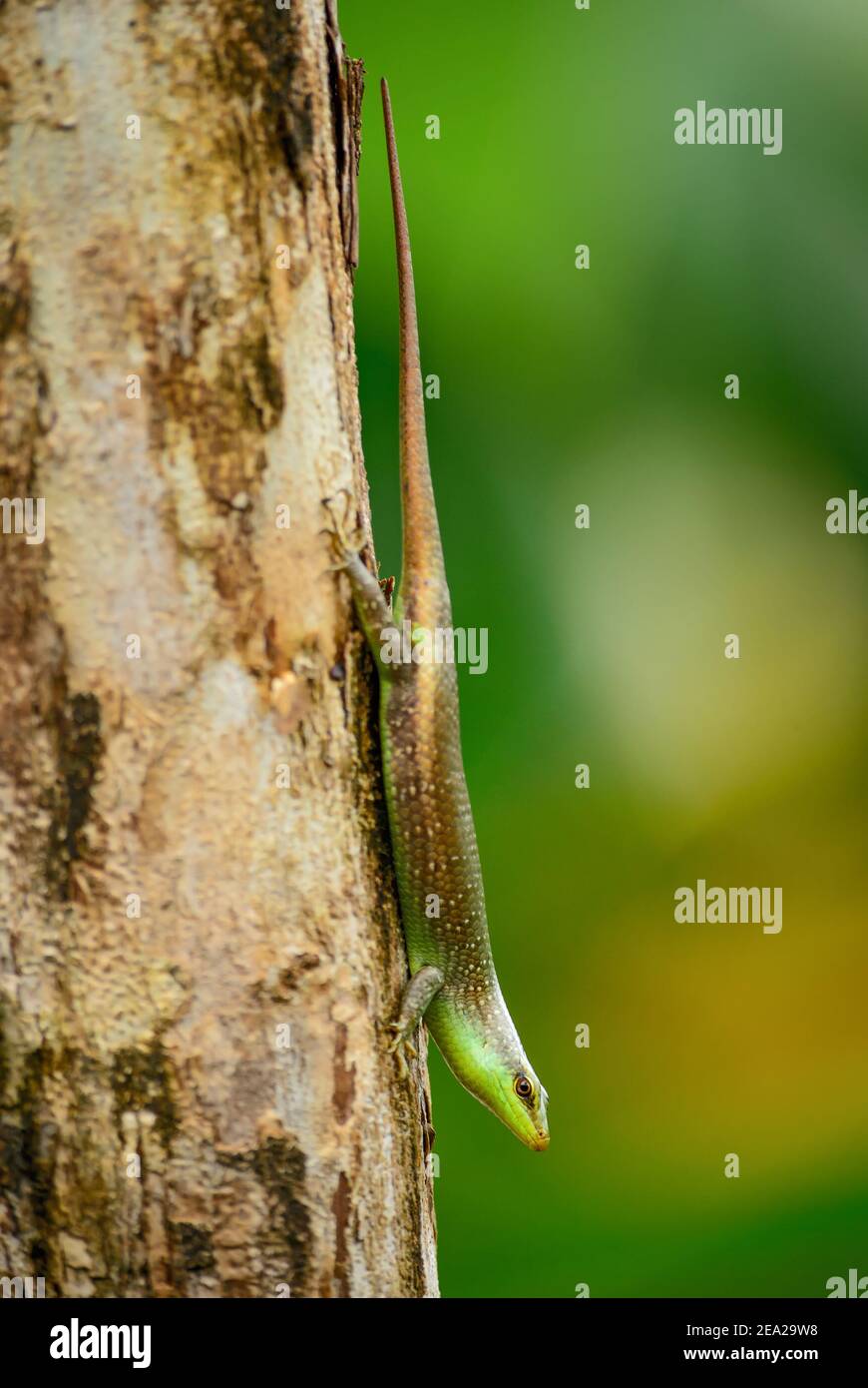 Olive Tree Skink – Dasia olivacea, shy lizard from Southest Asian forests and woodlands, Thailand. Stock Photo
