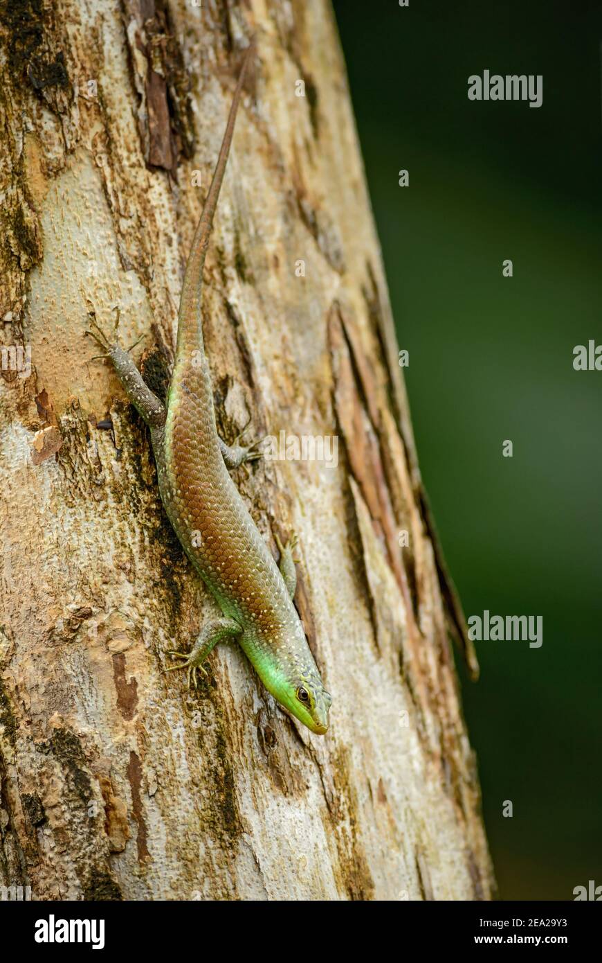Olive Tree Skink – Dasia olivacea, shy lizard from Southest Asian forests and woodlands, Thailand. Stock Photo