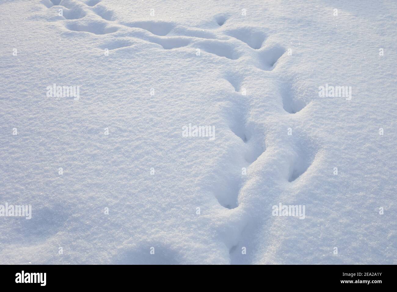 Fresh snow with foot prints. Winter background Stock Photo