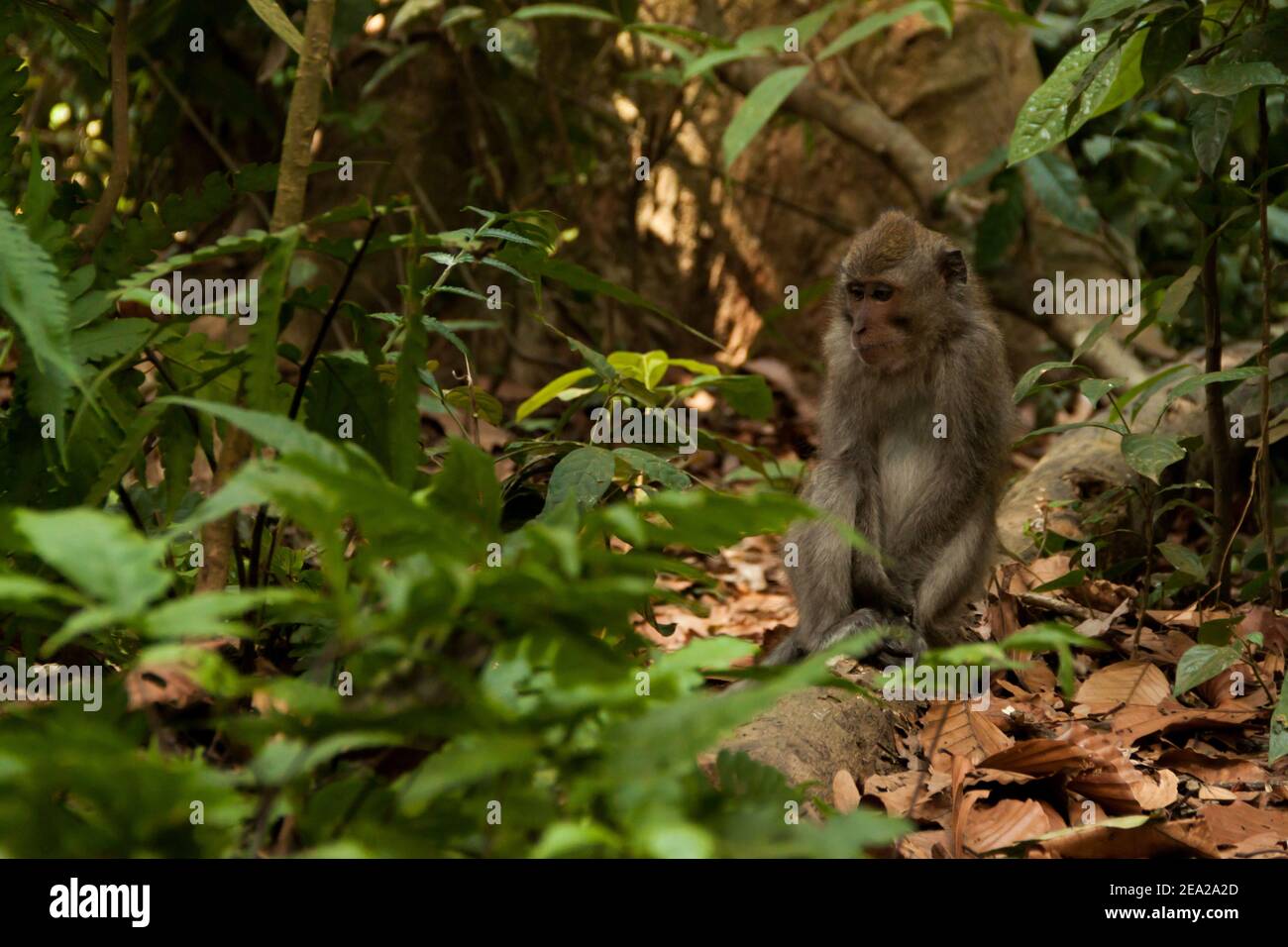 A crab-eating macaque (macaca fascicularis) at Sangeh Monkey Forest in ...
