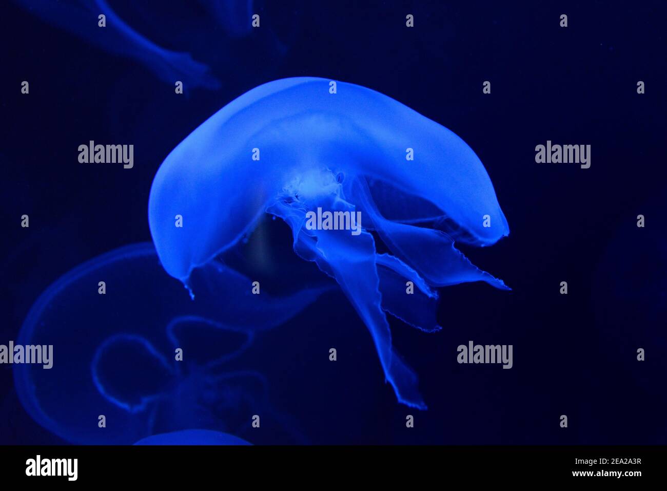 Common jellyfish ( Aurelia aurita) Stock Photo