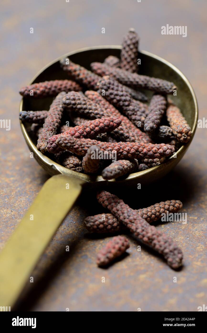 Long, red Kampot pepper in brass ladle, Kampot pepper, Cambodia Stock Photo Alamy