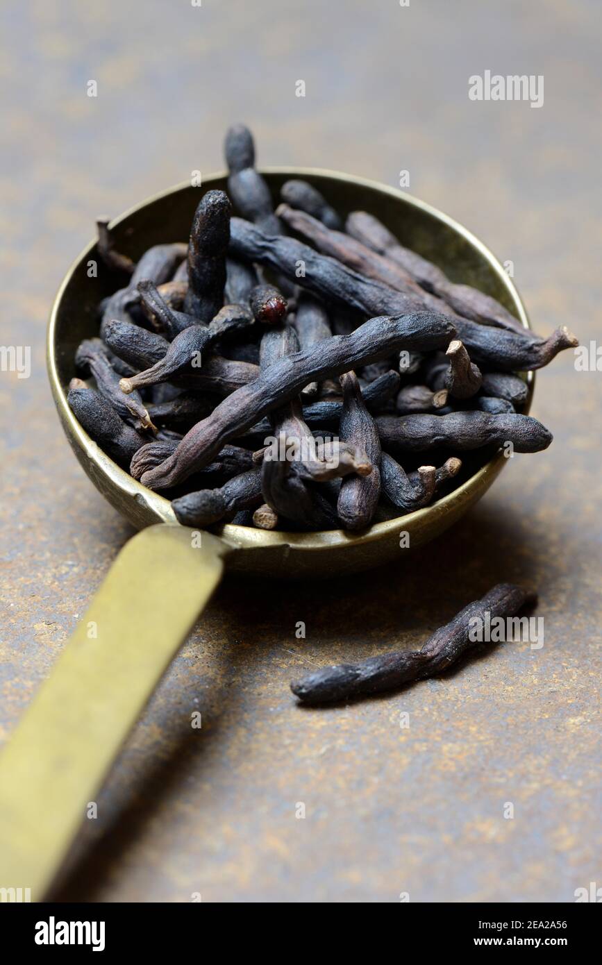 Selim pepper in brass ladle, Xylopia aethiopica Stock Photo