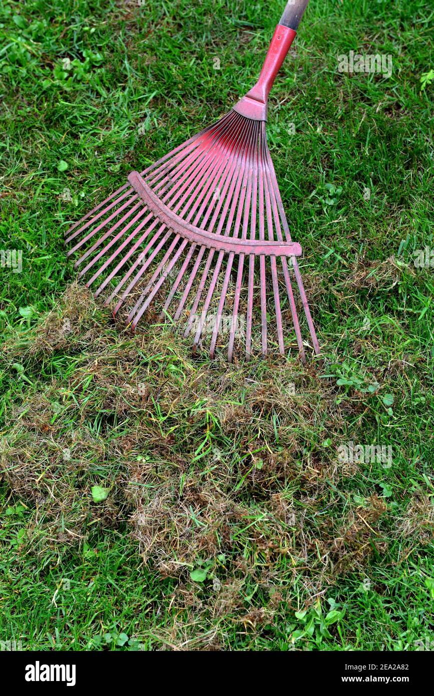 Remove dead moss and grass from lawn Stock Photo Alamy