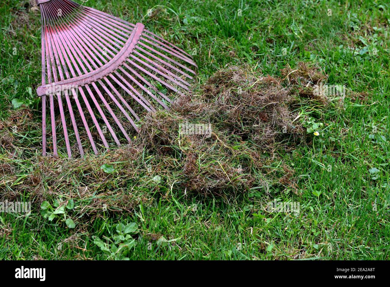 Remove dead moss and grass from lawn Stock Photo Alamy