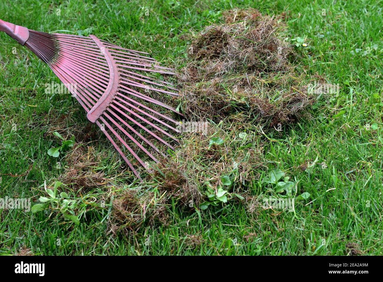 Remove dead moss and grass from lawn Stock Photo Alamy