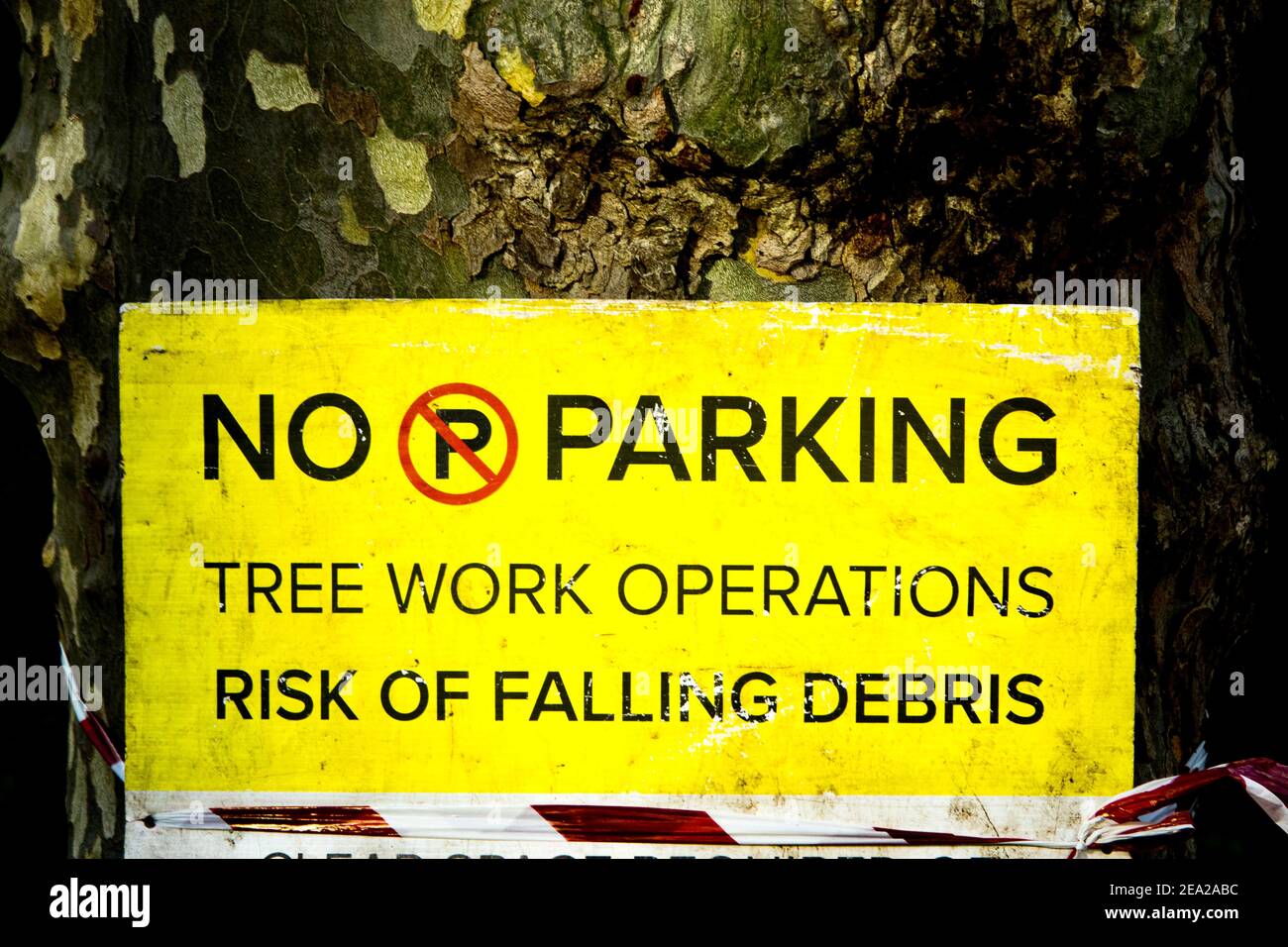 No Parking sign beneath a tree being felled during tree work operations. A warning of falling debris and branches placed by a tree surgeon. London, UK Stock Photo