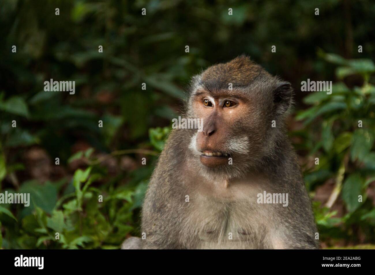 A face of a long-tailed macaque (macaca fascicularis) watching tourists ...