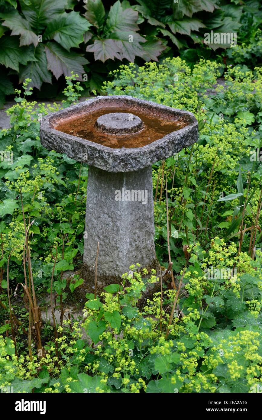 Stone bird bath in garden, lady's mantle ( Alchemilla vulgaris) Stock Photo