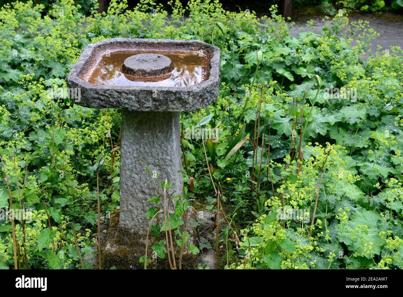 Stone bird bath in garden, lady's mantle ( Alchemilla vulgaris) Stock Photo