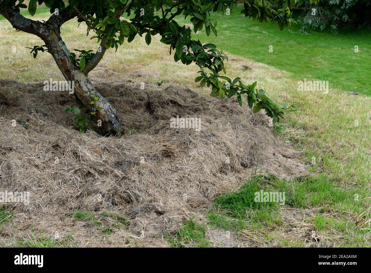 Mulching, grass cuttings under fruit trees, soil fertility Stock Photo
