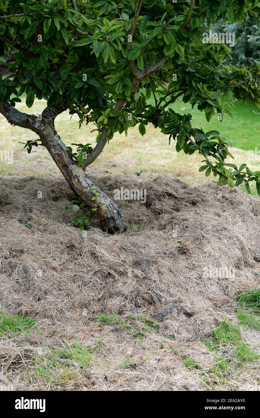 Mulching, grass cuttings under fruit trees, soil fertility Stock Photo