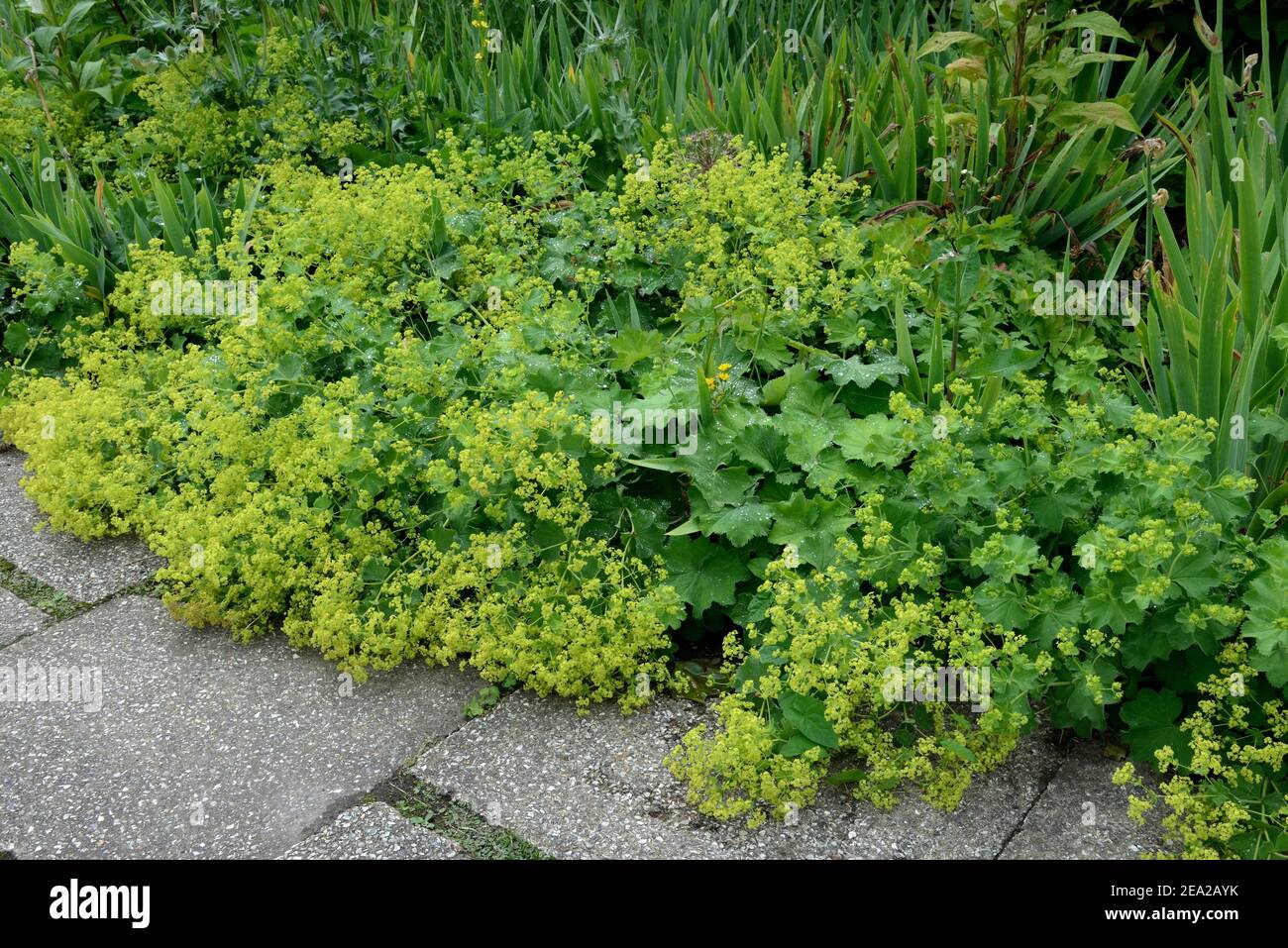 Alchemilla bed hi-res stock photography and images - Alamy