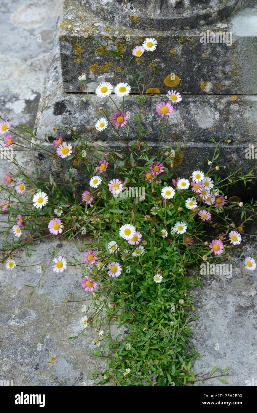 Mexican fleabane ( Erigeron karvinskianus Stock Photo Alamy