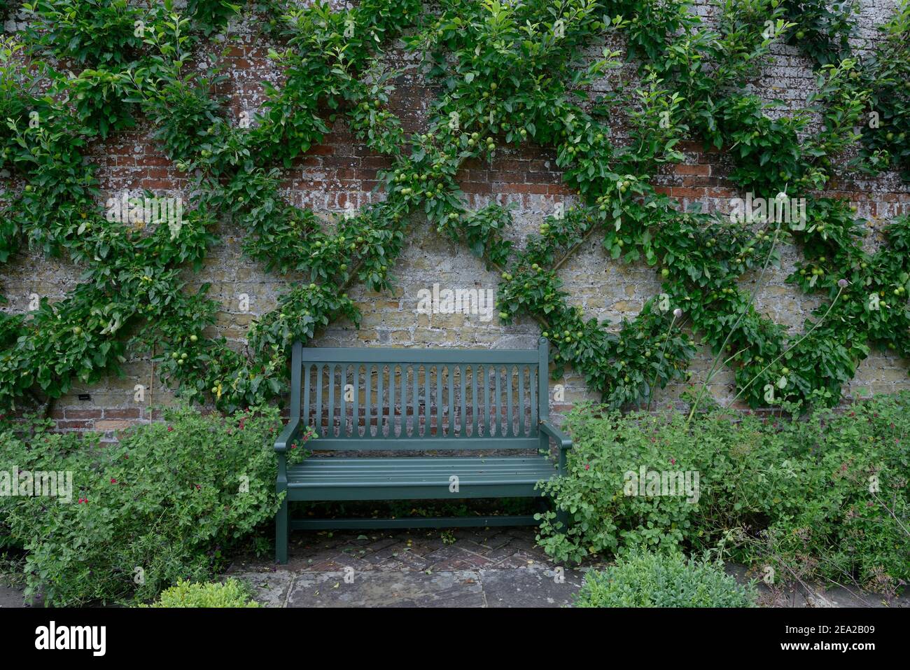 Apple tree ( Malus spec.) espalier, espalier fruit, England, Great