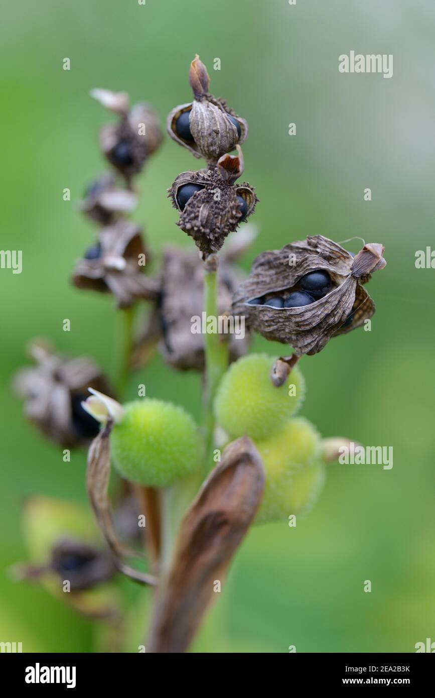 Canna seed hi-res stock photography and images - Alamy