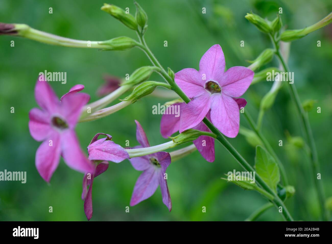 Ornamental tobacco (Nicotiana) Variety Lugnorre spec Stock Photo - Alamy