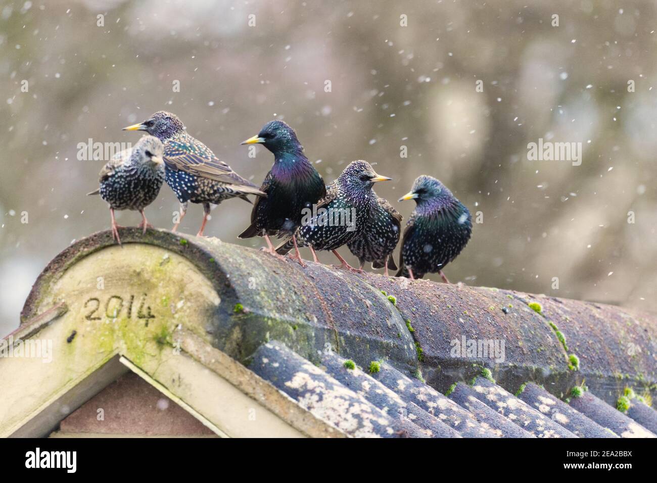 starlings sitting on roof in snow Stock Photo