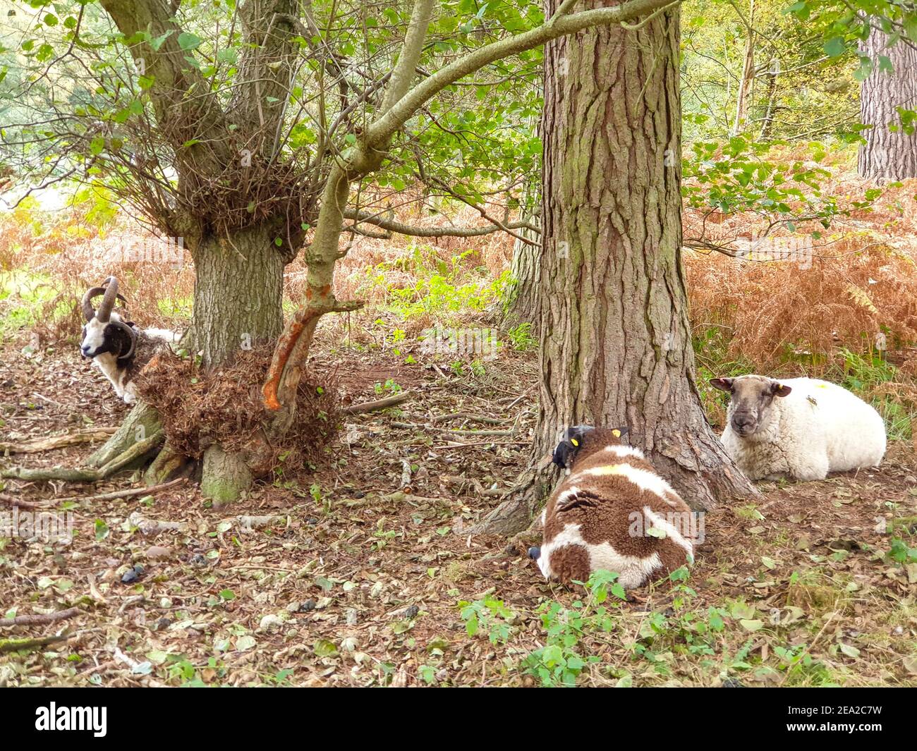 Sheep with horns lying under tree, Cannock Chase Forest in Autumn