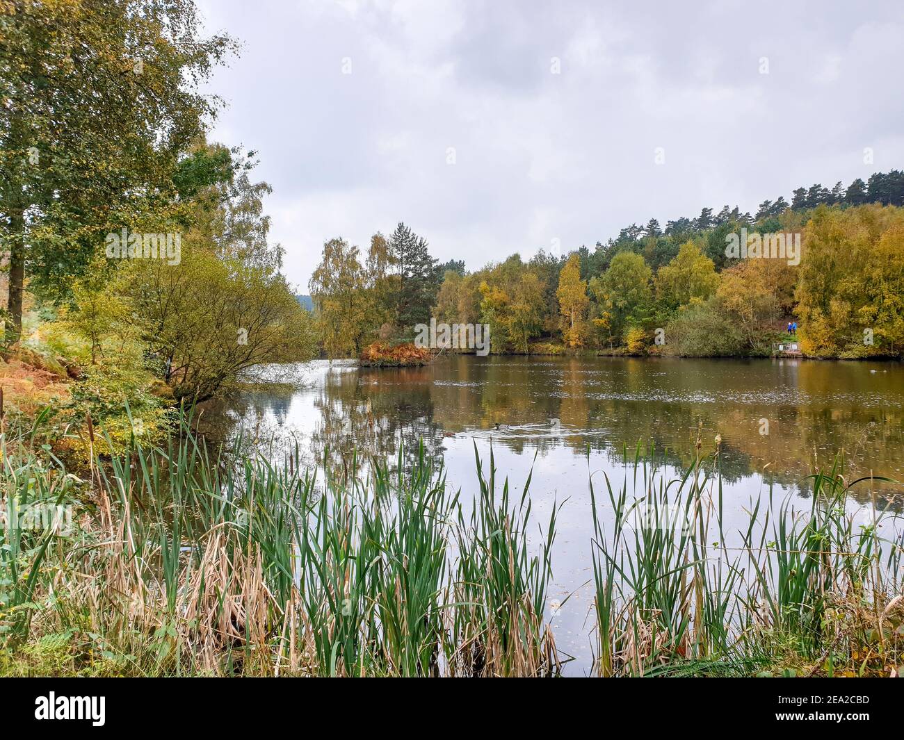 Fairoak trail pool, lake, Cannock Chase Forest in Autumn, Staffordshire, West Midlands Stock Photo