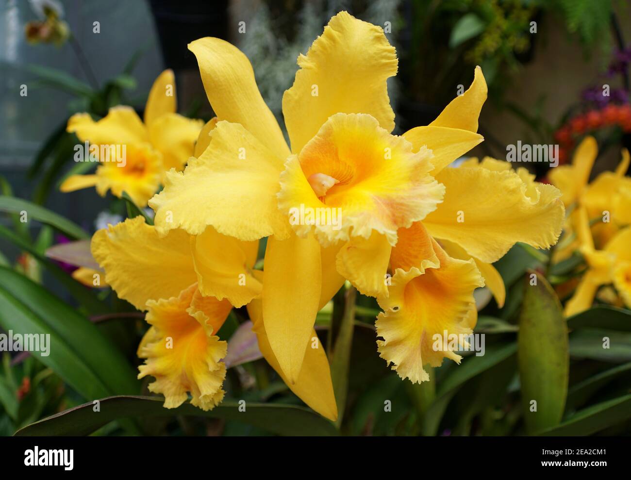 Beautiful yellow color of Brassolaeliocattleya orchids Golden Sands 'Elizabeth' Stock Photo