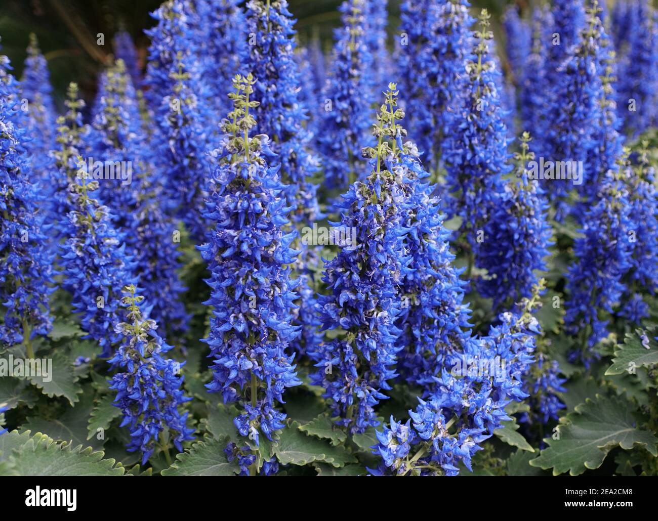 Blue flowering coleus plant, from Plectranthus species Stock Photo - Alamy