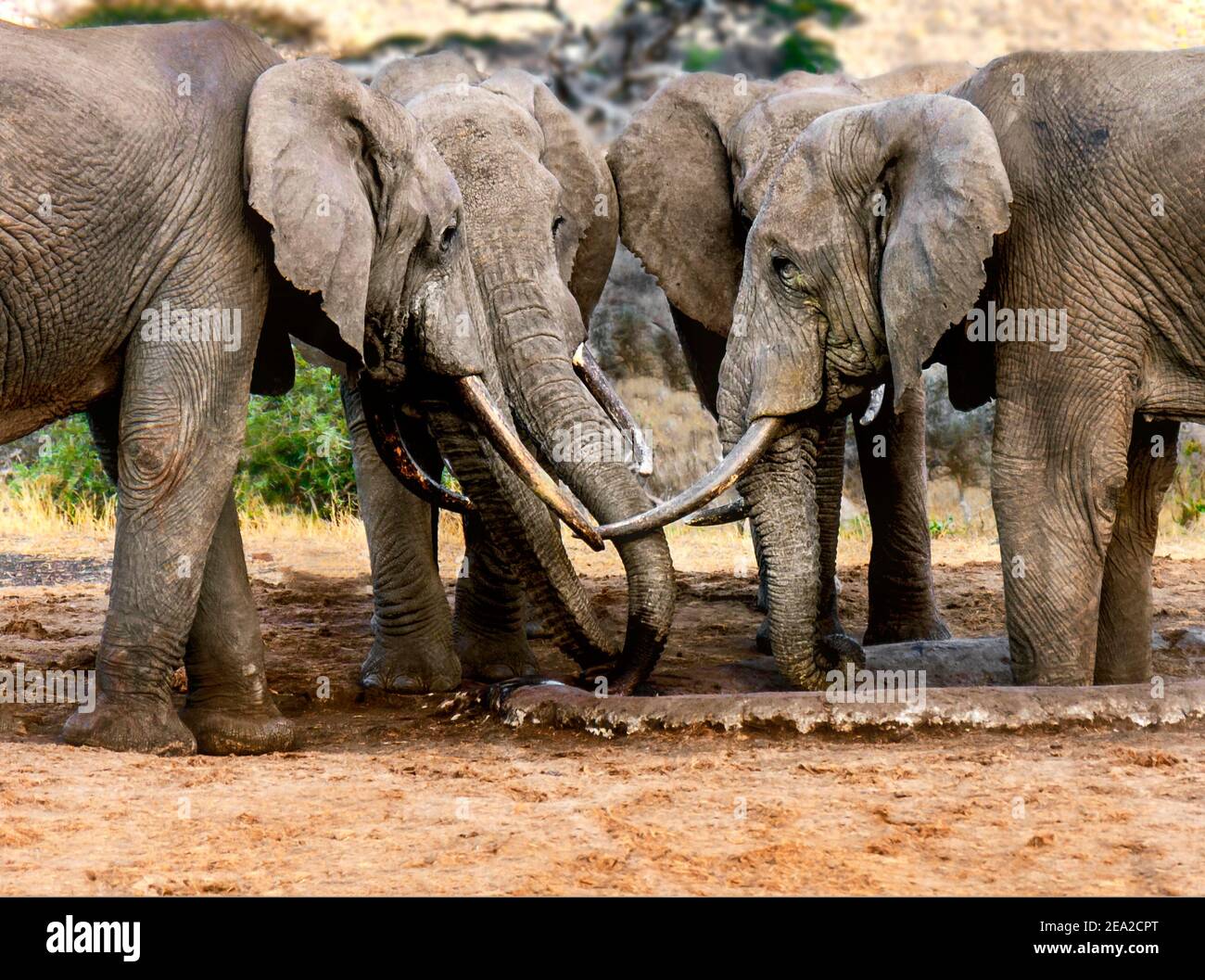 Male Elephants Bachelor's Club Stock Photo