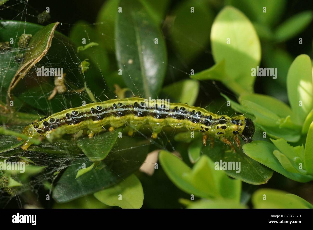 The green caterpillar of Cydalima perspectalis or the box tree moth  Stock Photo