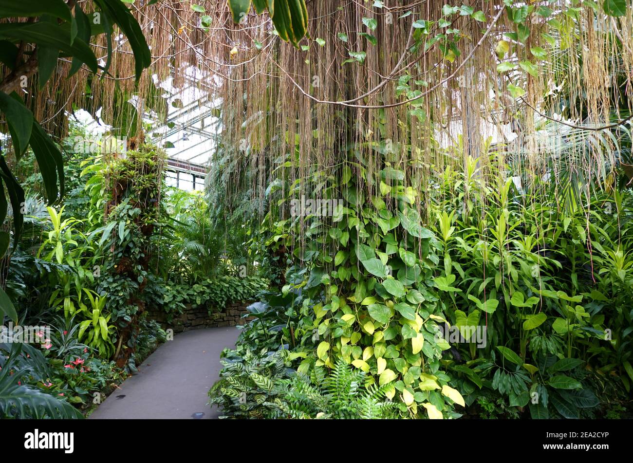 Tropical path green plants hi-res stock photography and images - Alamy