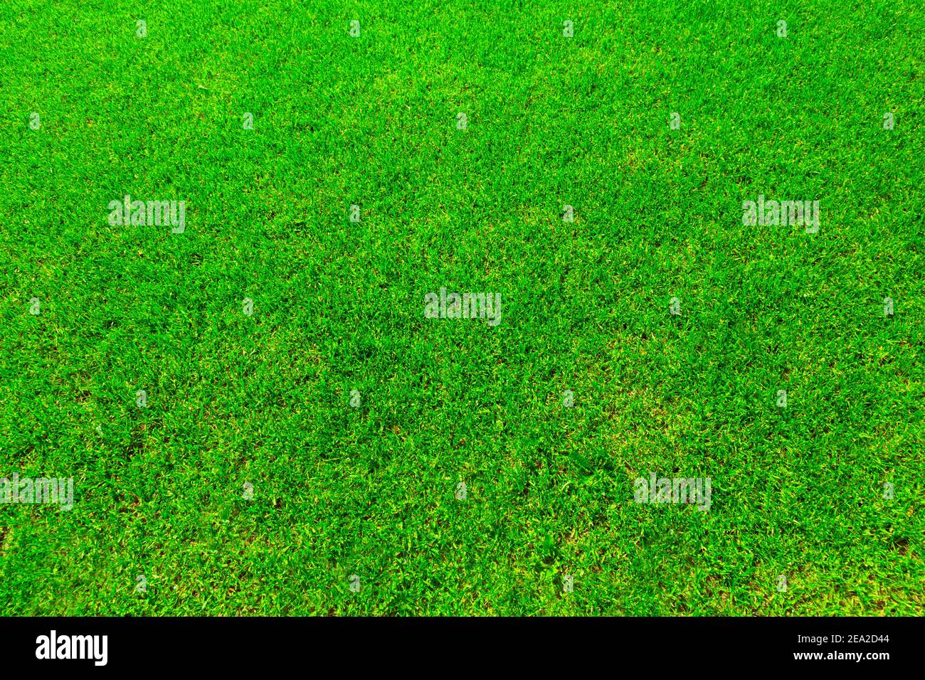 Green grass texture (background). Top view. Stock Photo