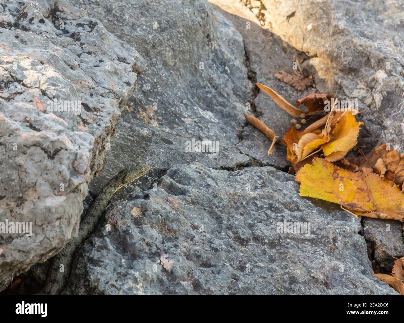 meadow viper, Orsini's viper (Vipera ursinii), lying on a rock, Croatia, Velebit Stock Photo