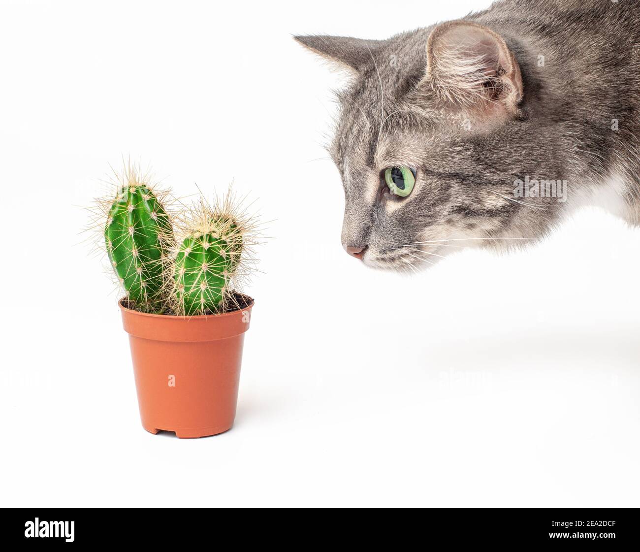 funny and curious domestic cat sniffs and touches a cactus in a pot