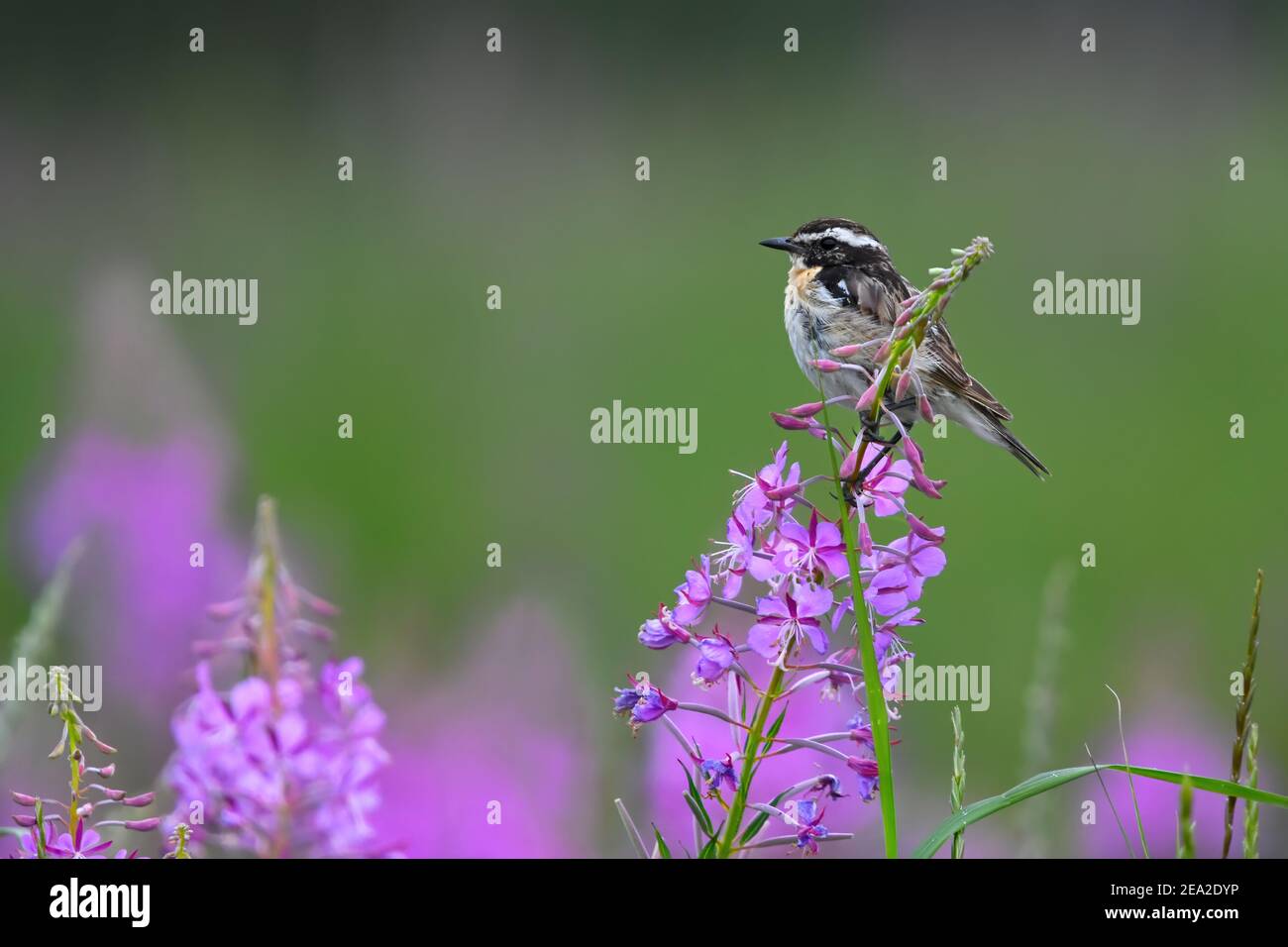 Male whinchat (Saxicola rubetra) sitting on a flower looking for food. Stock Photo