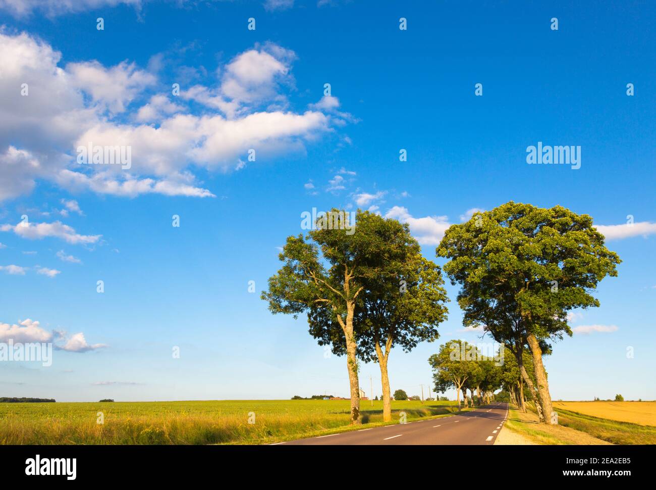Beautiful landscape in France in coutry. The road with trees and yellow fields are on background of blue sky. Concept holiday on nature Stock Photo