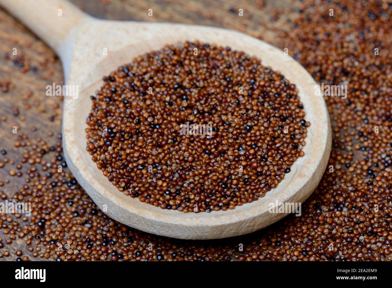Kaniwa in cooking spoon, Baby Quinoa, Chenopodium pallidicaule Stock Photo