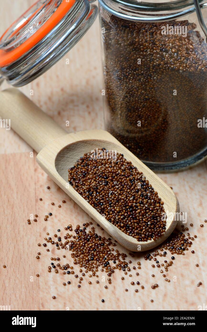 Kaniwa in shovel, Baby Quinoa, Chenopodium pallidicaule Stock Photo