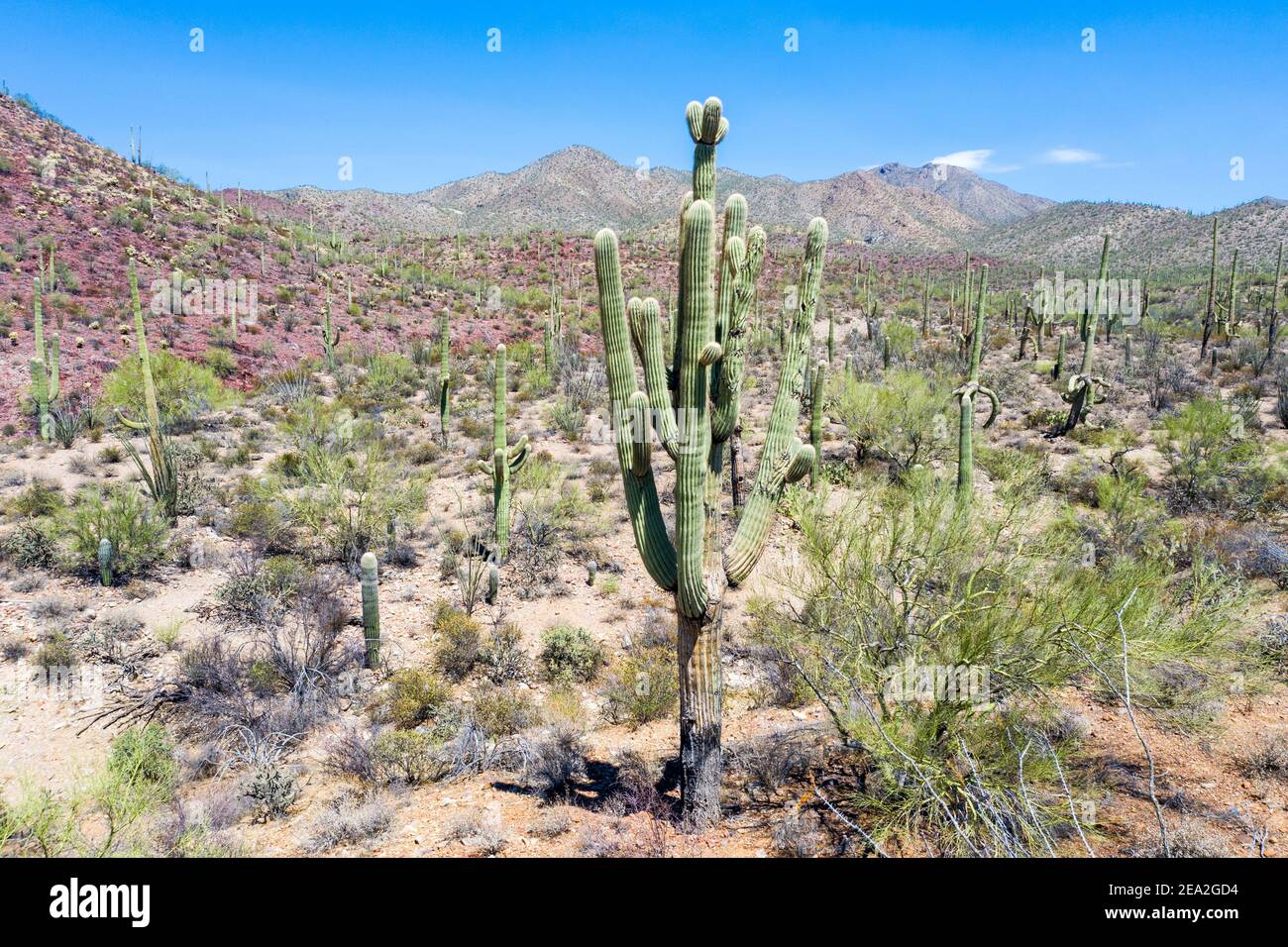 Saguaro cactus, Tucson Mountain Park, Tuscon AZ, USA Stock Photo