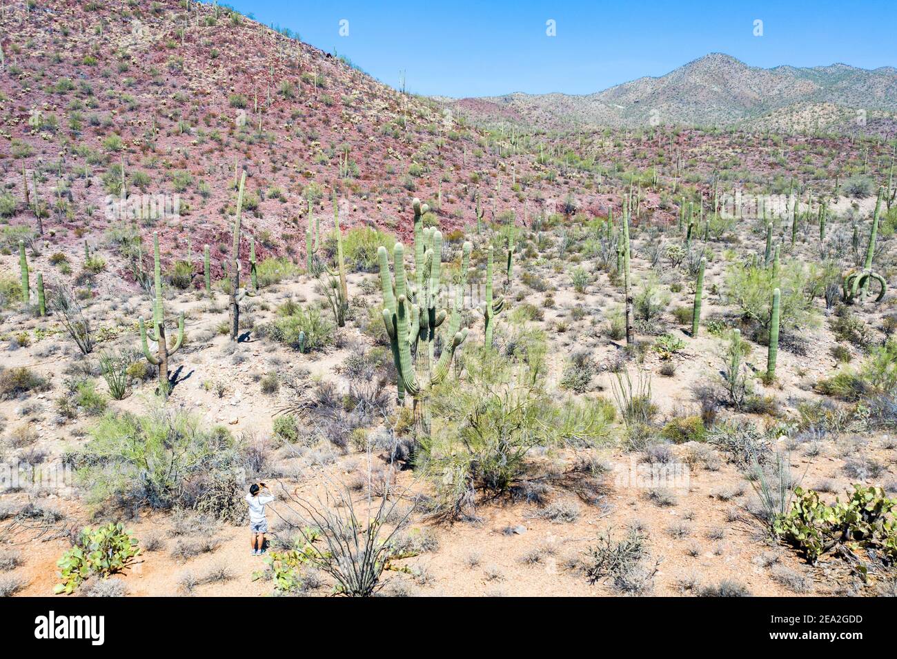 Tourst ntaking a photo of a Saguaro cactus, Tucson Mountain Park, Tuscon AZ, USA Stock Photo