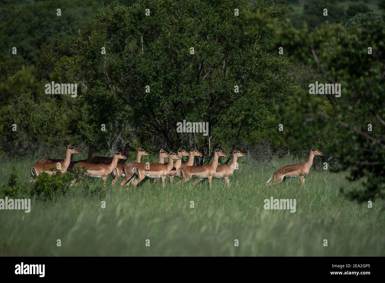 A herd of impala very focused and all looking in the same direction in the Kruger National Park Stock Photo