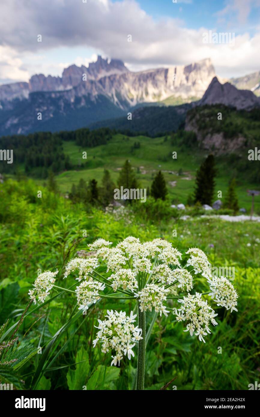 Flowering of Heracleum sphondylium plant (panace / spondilio). Mountain flowers. The Dolomites. Italy, Europe. Stock Photo