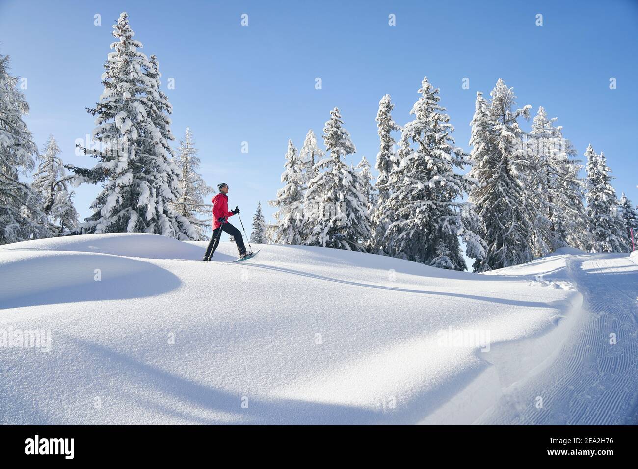 Female Snowshoe Walker, Untouched Snow Field In The Foreground, Snowcovered Fir Trees, Blue Sky In The Background. Bettmeralp, Valais, Switzerland Stock Photo