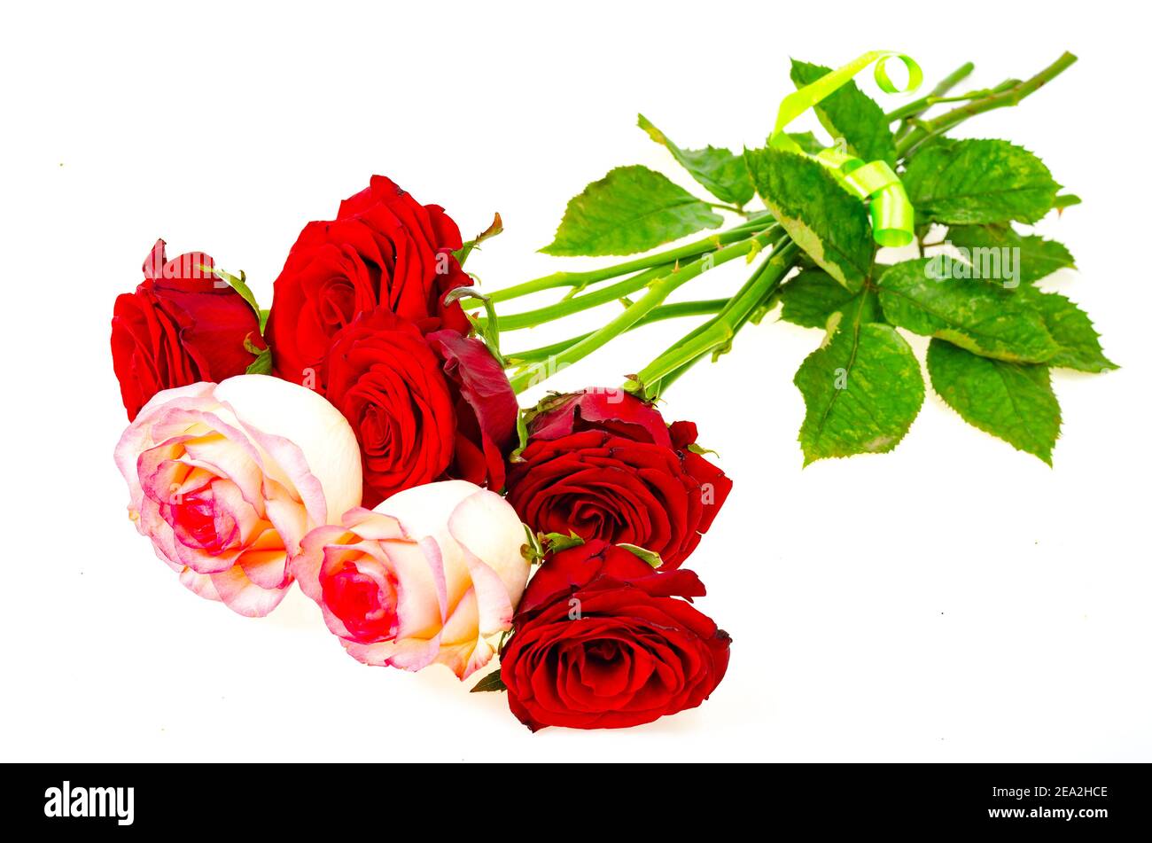 Dark Red Roses Isolated On White Background Studio Photo Stock Photo