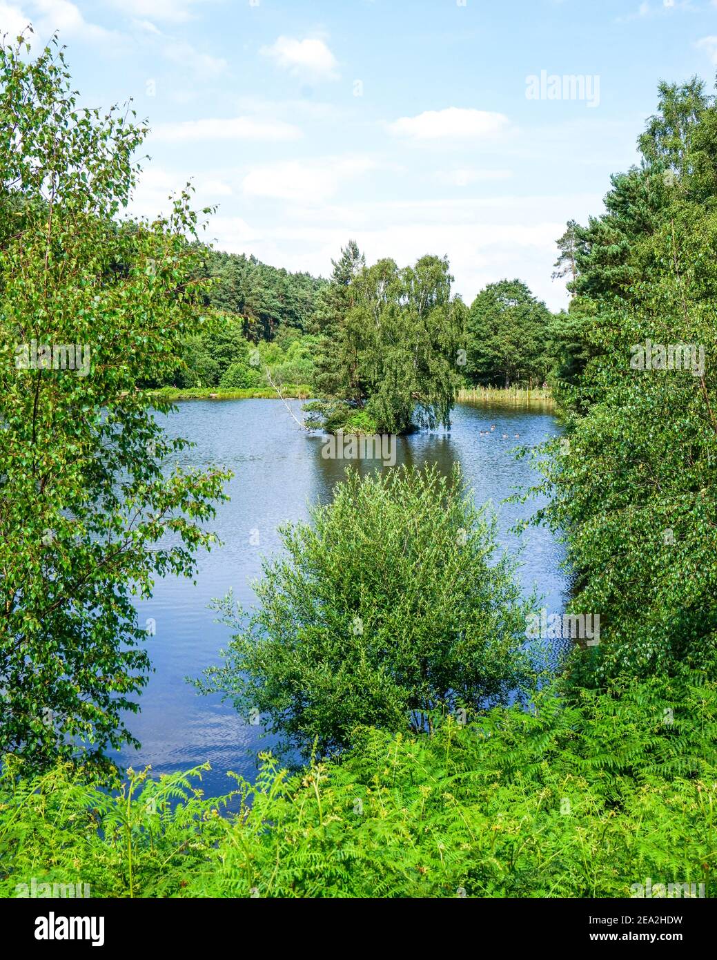 Fairoak Pools, lake surrounded by trees, Cannock Chase Forest in Summer, Staffordshire, West Midlands Stock Photo