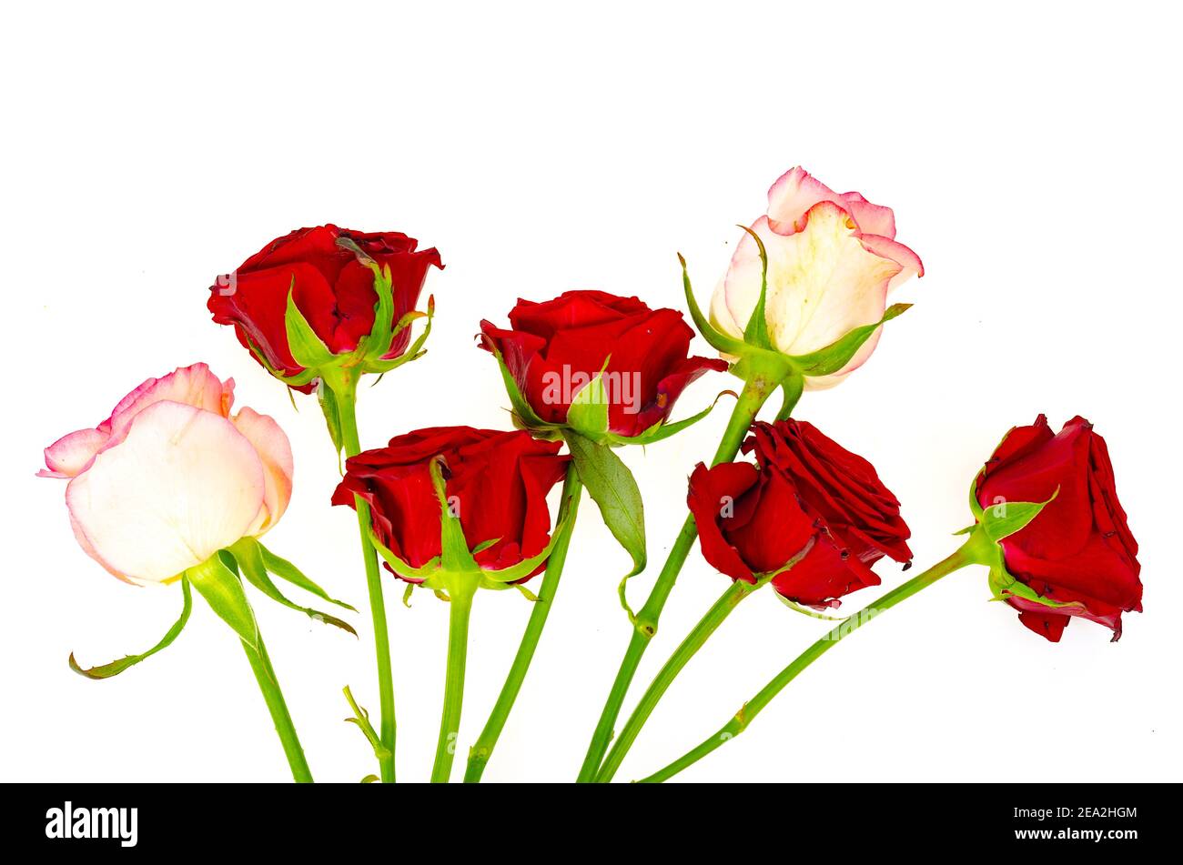 Dark red roses isolated on white background. Studio Photo Stock Photo
