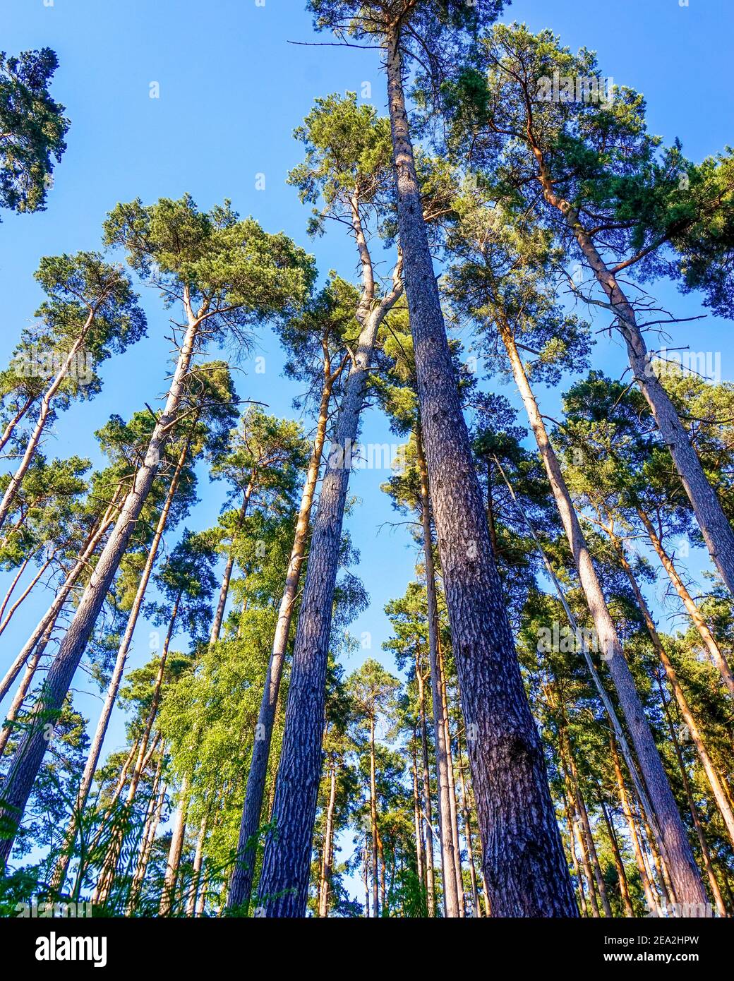 Tall evergreen trees, Cannock Chase Forest in Summer, Staffordshire, West Midlands Stock Photo