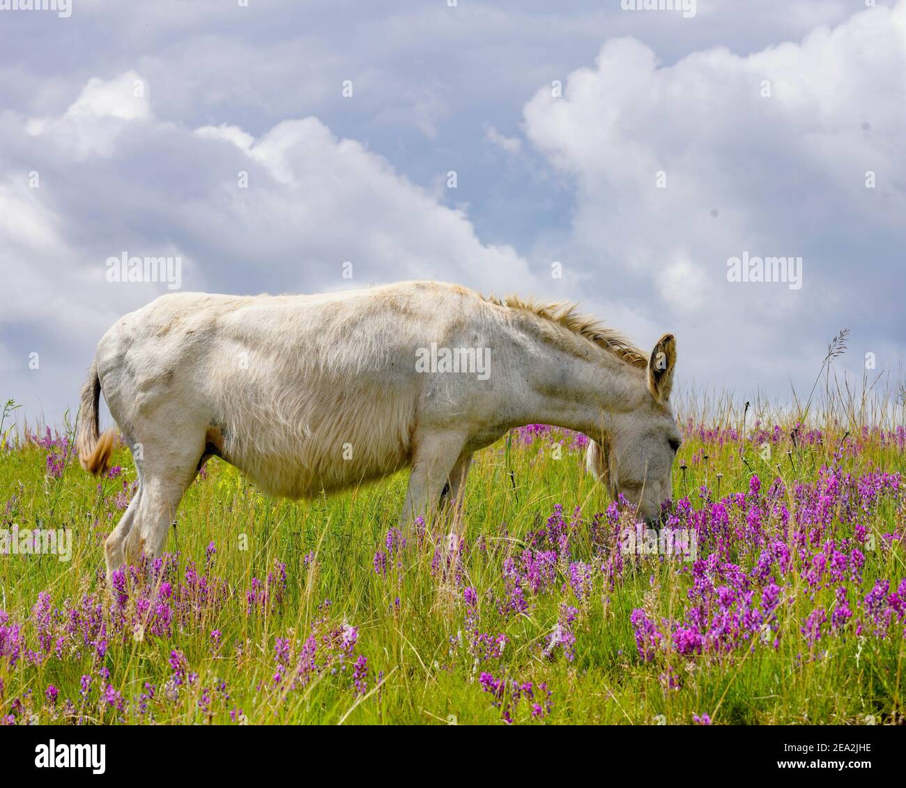 White Wild Burro grazing the tall green grass surrounded by pink wild flowers Stock Photo