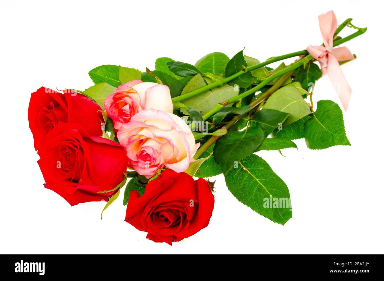 Dark Red Roses Isolated On White Background Studio Photo Stock Photo